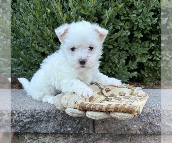 Medium Photo #3 Maltese Puppy For Sale in MIDDLEBURY, IN, USA
