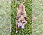 Small #1 American Staffordshire Terrier