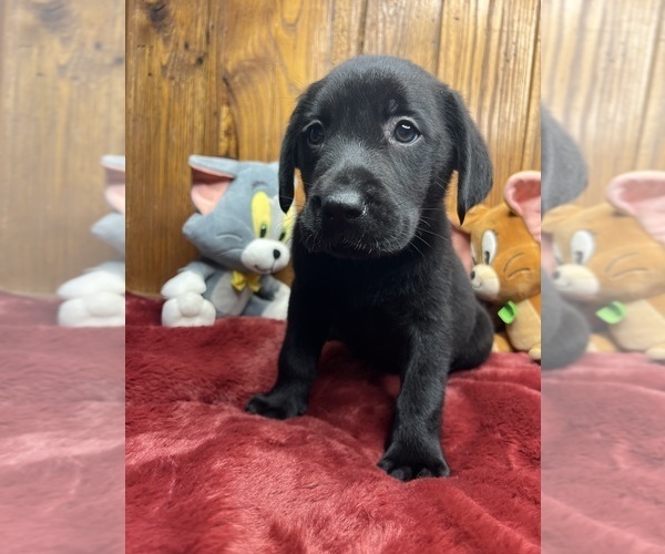 Medium Photo #2 Labrador Retriever Puppy For Sale in NEOLA, WV, USA