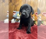 Small #1 Labrador Retriever