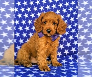Cavapoo Puppy for sale in NOTTINGHAM, PA, USA