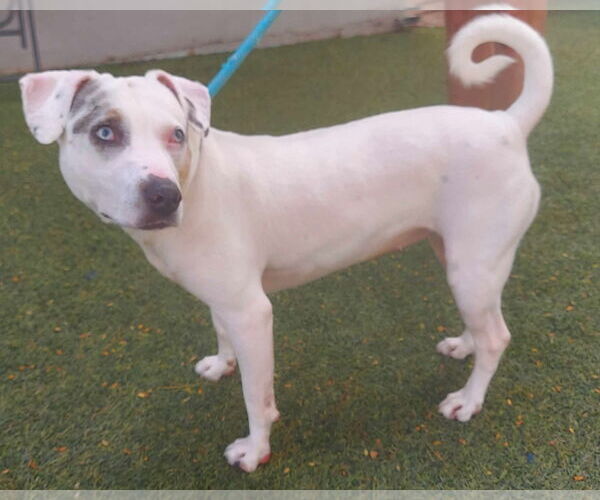 Medium Photo #21 Jack Russell Terrier-Unknown Mix Puppy For Sale in Pompano Beach , FL, USA