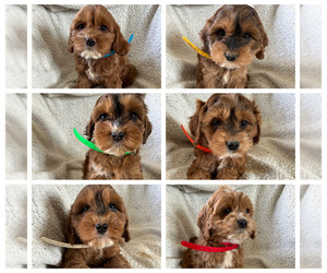 Cockapoo Puppy for sale in BOWLING GREEN, KY, USA