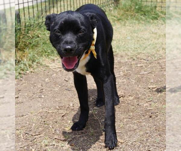Medium Photo #1 Mutt Puppy For Sale in San Antonio, TX, USA