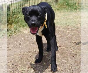 Mutt Dogs for adoption in San Antonio, TX, USA