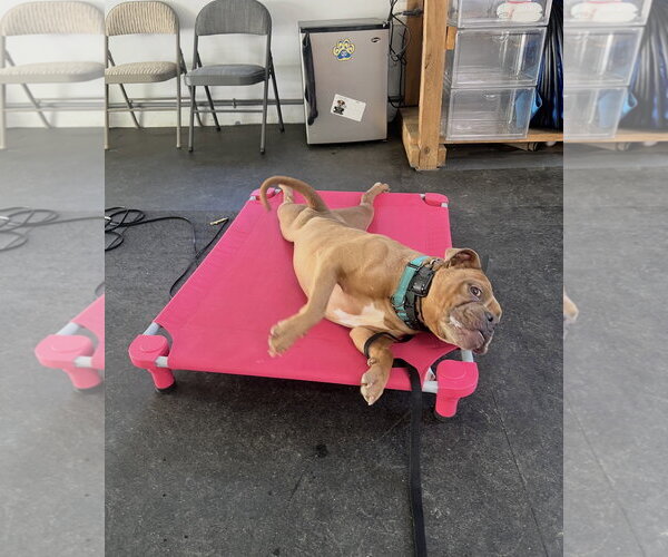 Medium Photo #24 American Bulldog-Unknown Mix Puppy For Sale in Derwood, MD, USA