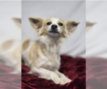Small #2 Chihuahua Mix