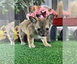 Small #6 Chihuahua