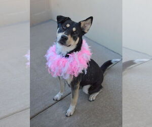 Mutt Dogs for adoption in McKinney, TX, USA