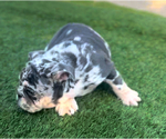 Small #4 English Bulldogge