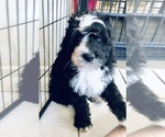 Small Photo #31 Bernedoodle Puppy For Sale in FLEMING ISLAND, FL, USA
