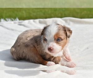Miniature Australian Shepherd Puppy for sale in PALM COAST, FL, USA