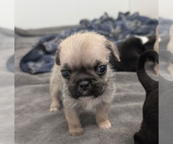 Medium Photo #1 Mutt Puppy For Sale in Chico, CA, USA