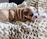 Small Photo #1 Bulldog Puppy For Sale in RENTON, WA, USA