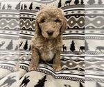 Puppy Bean Goldendoodle