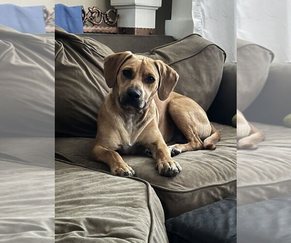 Medium Photo #14 Labrador Retriever-Unknown Mix Puppy For Sale in Dana Point, CA, USA