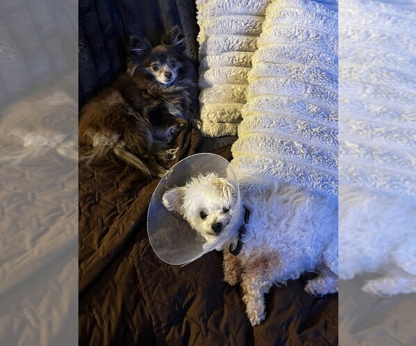 Medium Photo #4 Poodle (Miniature)-Unknown Mix Puppy For Sale in Elmsford, NY, USA