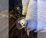 Small #3 Poodle (Miniature) Mix