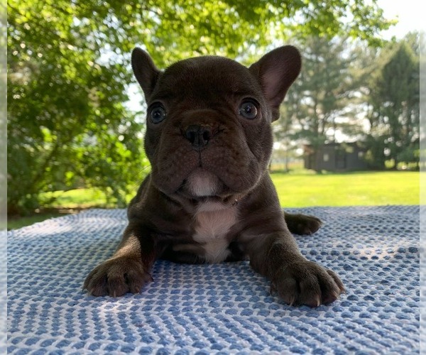 Medium Photo #24 French Bulldog Puppy For Sale in BREMEN, IN, USA