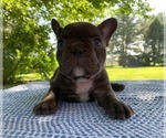 Small Photo #24 French Bulldog Puppy For Sale in BREMEN, IN, USA