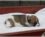 Small Photo #3 Jack Russell Terrier Puppy For Sale in MOUNT VERNON, IL, USA