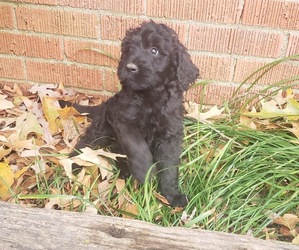Goldendoodle Puppy for sale in HARRISBURG, AR, USA