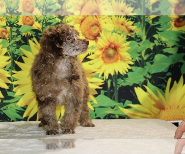 Medium Photo #24 Poodle (Toy) Puppy For Sale in DYERSBURG, TN, USA