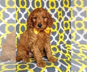Goldendoodle Puppy for sale in CHRISTIANA, PA, USA