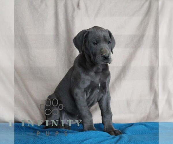 Medium Photo #2 Great Dane Puppy For Sale in BROGUE, PA, USA