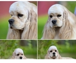 Small Photo #1 Cocker Spaniel Puppy For Sale in KEIZER, OR, USA