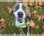 SAMANTHA - Female Mutt Dog for Adoption - Small photo