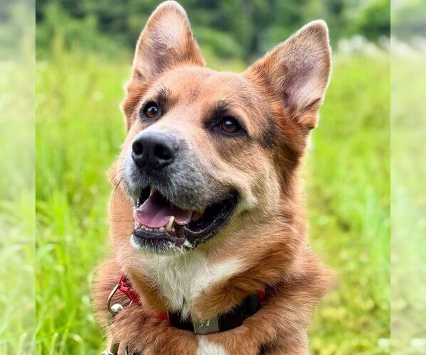 Medium Photo #24 Mutt Puppy For Sale in Canton, CT, USA