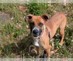 Small Boxer Mix