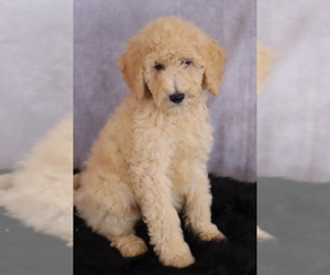Goldendoodle (Miniature) Puppy for sale in ITASCA, TX, USA