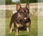 Small #1 French Bulldog