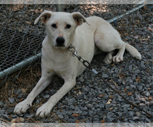 Medium Photo #4 Labrador Retriever-Whippet Mix Puppy For Sale in Attalka, AL, USA