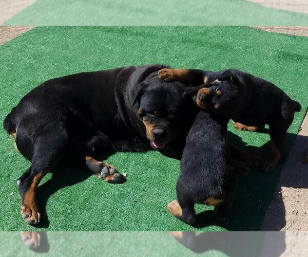 Medium Photo #4 Rottweiler Puppy For Sale in VICTORVILLE, CA, USA