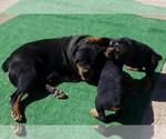 Small #3 Rottweiler