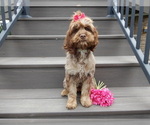 Small #3 Cockapoo