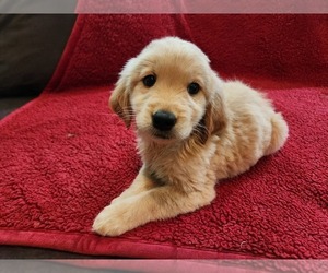 Golden Labrador Puppy for Sale in PARKER, Colorado USA