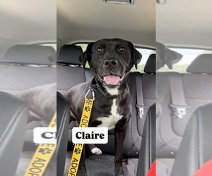 Claire: At the Shelter - Female Labrador Retriever-Unknown Mix Dog for Adoption - Photo #2