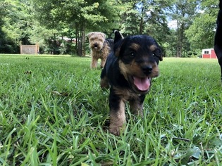 Welsh Terrier Puppy for sale in DRY BRANCH, GA, USA
