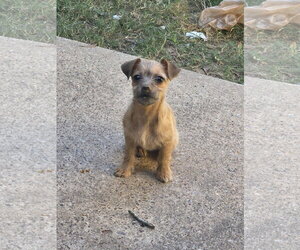 Mutt Dogs for adoption in The Woodlands, TX, USA
