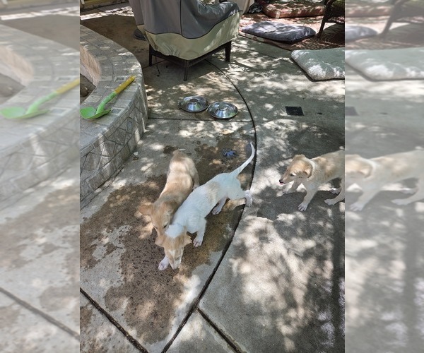 Medium Photo #3 Borzoi Puppy For Sale in YUCAIPA, CA, USA