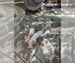 Small #2 Borzoi