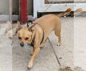 Pico in RI - Male Chihuahua-Unknown Mix Dog for Adoption - Photo #2