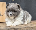 Small #7 Pomeranian