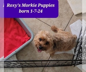 Mother of the Morkie puppies born on 01/07/2024