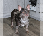 Small Photo #4 French Bulldog Puppy For Sale in FRESNO, OH, USA