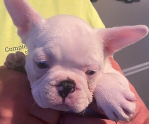 French Bulldog Puppy for sale in FRANKLIN, OH, USA